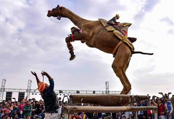 About Camel Festival Bikaner