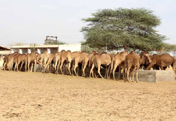 Camel Breeding Farm Bikaner
