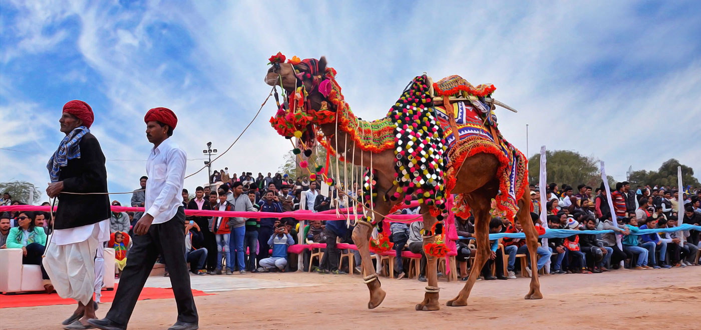 bikaner camel festival