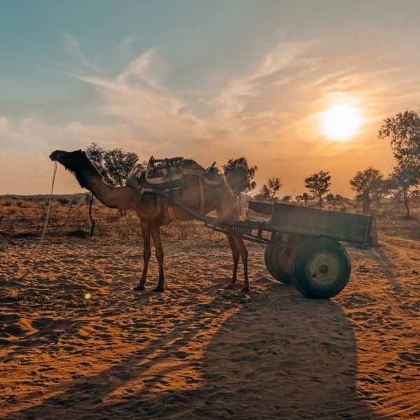 Camel Breeding farm Bikaner